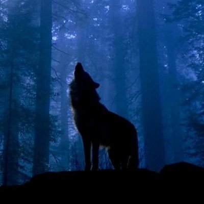 I’m 28 and in recovery for BPD, PTSD, and anxiety. Genderfluid in nature. Lover of wolves and writing. Any pronouns.