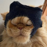 Ski Mask Cat - CTO(@SkiCatCTO) 's Twitter Profile Photo