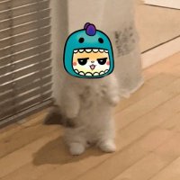 Toffel.5mbK (@toffel_dork) 's Twitter Profile Photo