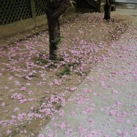 J (@bringingupparks) 's Twitter Profile Photo