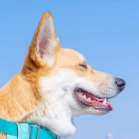 はんぺん (@corgi_hanpen) 's Twitter Profile Photo はんぺん (@corgi_hanpen) 's Twitter Profile Photo