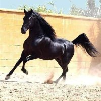 الفارس (@alfares_abd1) Twitter profile photo