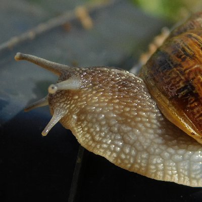 Pezzles1's profile picture. Eukaryota Animalia Chordata Vertabrata Mammalia Theria Tetrapoda Primates Hominidae Homo sapiens