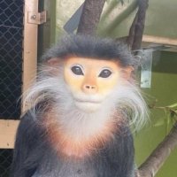femcel monkeyposting(@femcelgender) 's Twitter Profile Photo