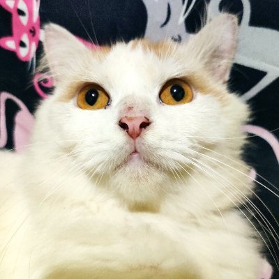 boumansa12's profile picture. 