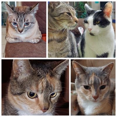 We're Nala,Sarabi,Dasha, Nene,Chaparrito,Frida, Pelusa, Buffy and Sky, all neutered and playful cats, our human give us a furrrrever home