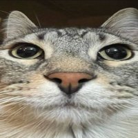 zazu (@zazucoin) 's Twitter Profile Photo zazu (@zazucoin) 's Twitter Profile Photo