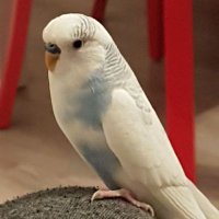 Yarar (@zkancan29988126) 's Twitter Profile