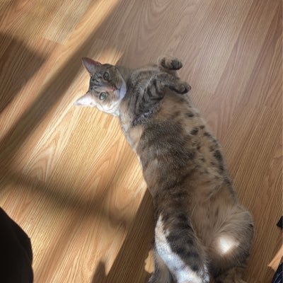 EllenZur99667's profile picture. PhD student at UCLA #4811