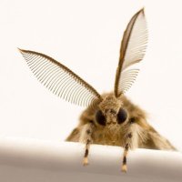 evil moth(@evilfuckingmoth) 's Twitter Profile Photo