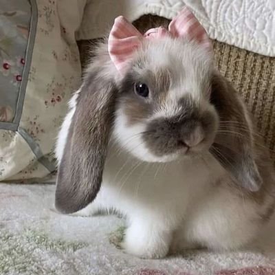 bunnyd1ets Profile Picture