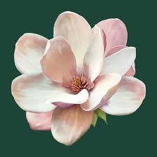 smitts's profile picture. School Counselor in  South Carolina. Charleston girl. Love is stronger than hate. Educated Political Junkie! USC - Forever To Thee!  No DMs, please! 💙🤙