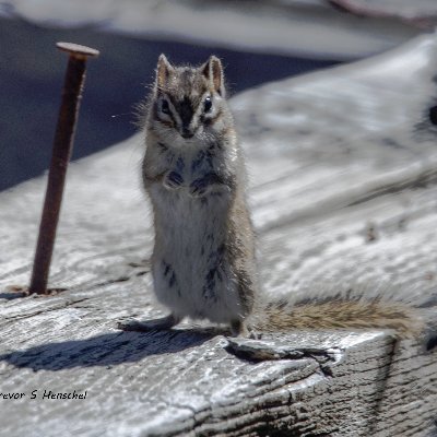 🇨🇦 Interested in great photographs, real food, and travel adventures. @northwindscold@c.im https://t.co/p8h2Vq8fTA