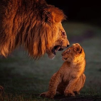 SamHenia's profile picture. 