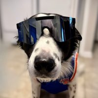 doozie (@ddooziee) 's Twitter Profile