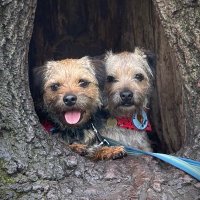 Sam Neale (@welshborders) 's Twitter Profile