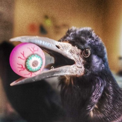 Cronco: The witty talking rook! 🦜 Follow for daily 'caws', clever banter, and charming antics. Let's chat! #TalkingRook