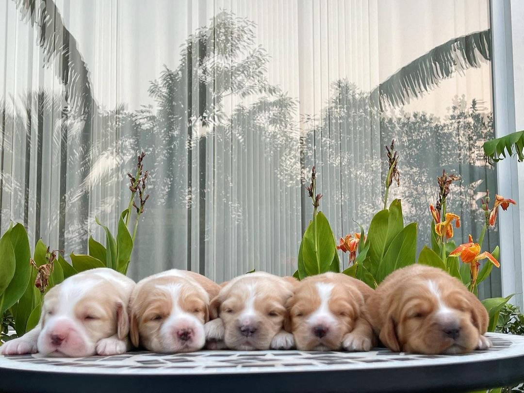 The cocker spaniels of mustafababarr and mohidbabar