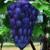 Low Poly Grape (@lowpoly_grapes) Twitter profile photo Low Poly Grape (@lowpoly_grapes) Twitter profile photo