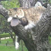 moominsurf's profile picture. 宅建R７年３３点合格、賃貸管理経営士はR８年リベンジ、ねこ、登山、サーフィン、DIY、