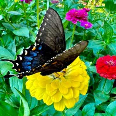 We are all stewards of the planet 🌎 All photos are my originals unless otherwise noted