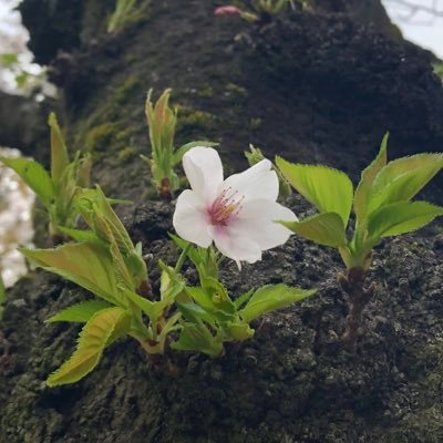 a_koc0's profile picture. 