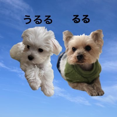 2013/04/26-2024/03/03ヨークシャテリア「るる」✨🌈🐶 日々の生活、食べ物、スバルXVネタも、たまにアップしたいと思っています😊趣味、ラジコン、プラモデル作り🤖