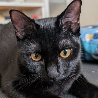 猫と一緒に暮らし始めました。黒のボンベイ猫です。気が向いたら写真を載せます🐈‍⬛