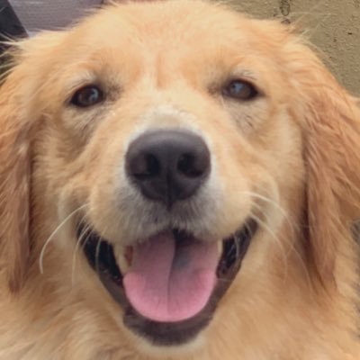HNAFa3waniwani's profile picture. 雑垢 推しがこれからも幸せでいてくれますように 🕊️