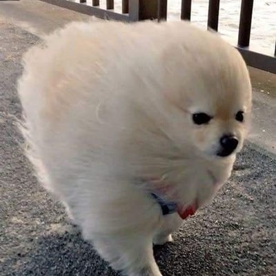 DarDar58916424's profile picture. 