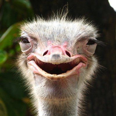 Ello, yes im the discombobulated guy who is obsessed with ostriches.