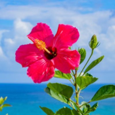 24_c_m_t's profile picture. 疲弊した心にときめきチャージをしたくて彷徨っているような人です 💜ARMY 👑GD CHAEst ByeonWooSeok LEEJUNHO NamJooHyuk ボゴミ シク ソンジェ ヨンウ