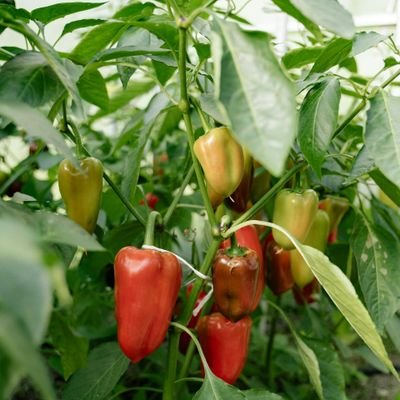Vegetable gardening tips and strategies.
https://t.co/xtK1IcXTBc