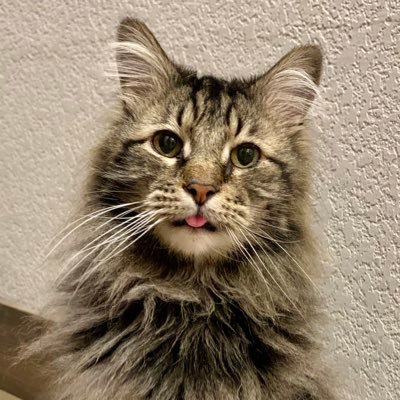 AblesTia's profile picture. I love Jesus but I drink a little.