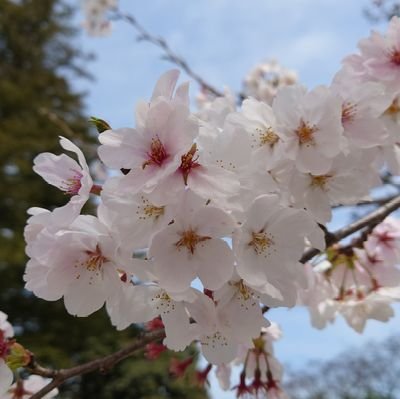 涼波 リンさんのプロフィール画像