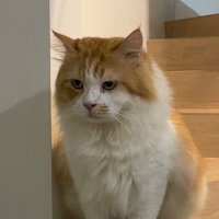 Gundud (@gundudthecat) 's Twitter Profile Photo Gundud (@gundudthecat) 's Twitter Profile Photo