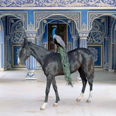 Despotica3's profile picture. Self-Proclaimed Emperor

He/Him