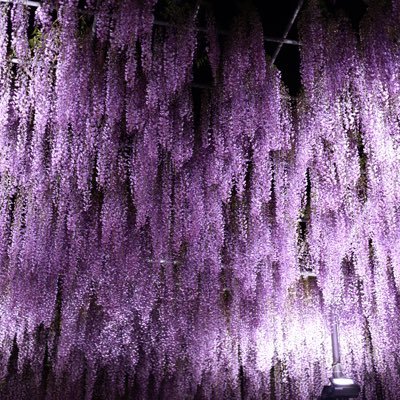 Serendipit40895's profile picture. 