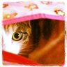 luv2nippon's profile picture. 日本と猫を愛する｜出戻りヲタク主腐｜一児の母｜