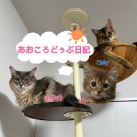 あおのり(@AONORI_CAT) 's Twitter Profile Photo