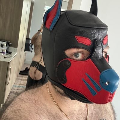 The Twitter of a leather loving pup