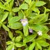 Pinguicula vallisneriifolia (@malasombra20) Twitter profile photo Pinguicula vallisneriifolia (@malasombra20) Twitter profile photo