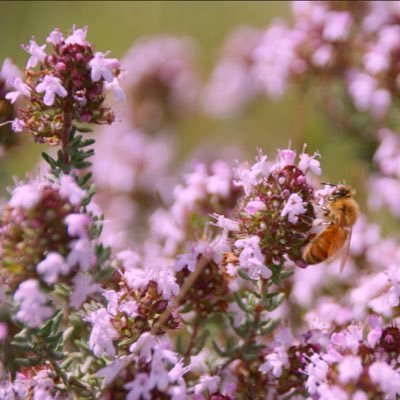 Catalogue parfum sur snapchat : @maisonviegas (échantillon à partir de 1.8€)

Catalogue miel : Lien en bio