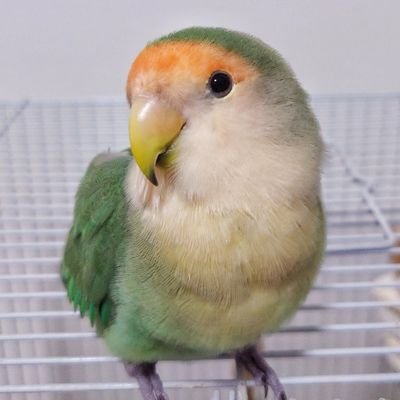 20240429_uni's profile picture. 2024年4月29日にコザクラインコの｢うに｣が逃げてしまいました。広島県広島市西区井口鈴が台付近です。
見かけた方、保護してくださった方はご連絡いただけると幸いです！
皆さま情報拡散のご協力ありがとうございます。