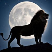 Moon Lion (@moonliontrader) 's Twitter Profile