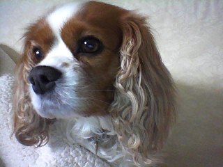 Cavalier King Charles Spaniel from North Wales! Love my favourite owner @beccacashmore big poochie kisses XX