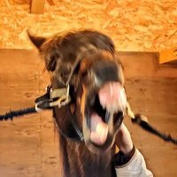 狩蘆(カリョーシャ)@🐴写真垢 (@kalyosha_kemgam) 's Twitter Profile