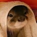 👊🦦🔥 Otter_Tywood (@ottertywood) Twitter profile photo 👊🦦🔥 Otter_Tywood (@ottertywood) Twitter profile photo
