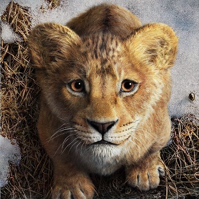 disneylionking Profile Picture