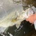 琵琶湖ニ年生 (@biwa_fishing) Twitter profile photo 琵琶湖ニ年生 (@biwa_fishing) Twitter profile photo